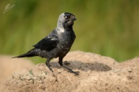 Kavka obecna - Corvus monedula - Eurasian Jackdaw 7025